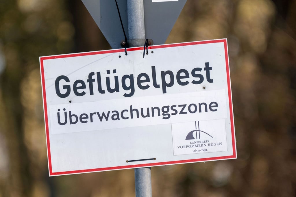 Ein toter Schwan in Zeitz war wahrscheinlich mit der Geflügelpest infiziert.