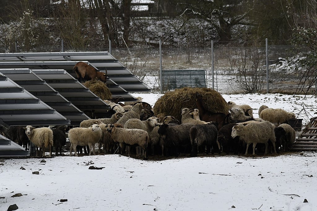 Blick auf einige der Tiere, die Anfang Januar an der Berliner Chaussee gerettet wurden.