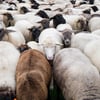 Mehr als 400 tote Schafe wurden in Magdeburg gefunden: Die Tiere waren zuvor im Rahmen der Deichpflege in Sachsen-Anhalt unterwegs.