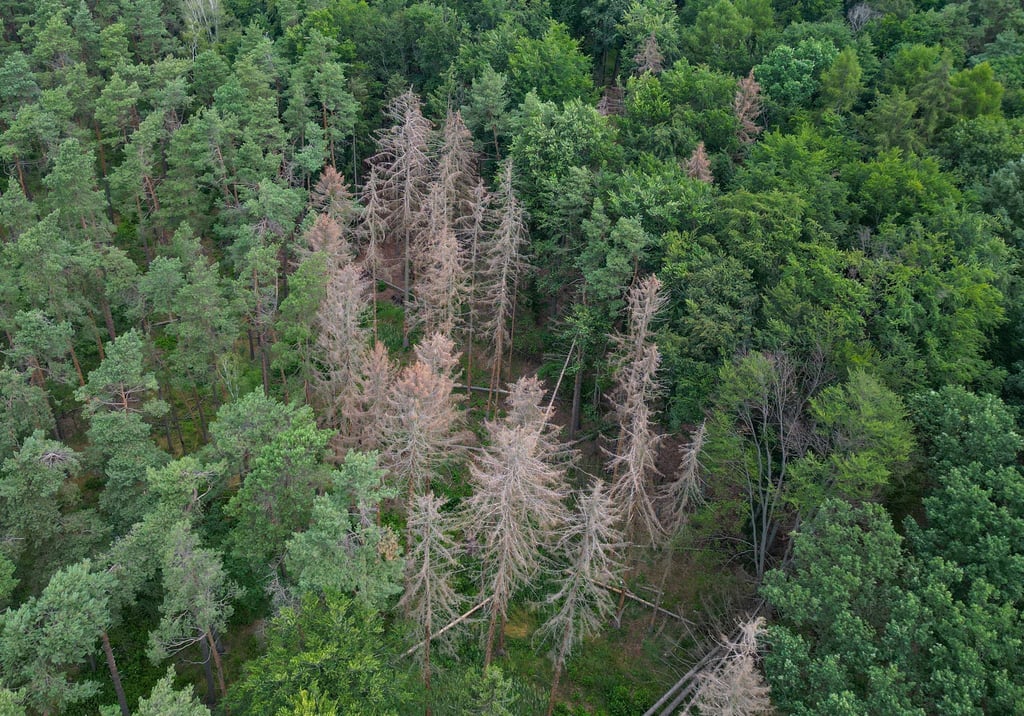 Der Wald in Brandenburg ist in einem dramatischen Zustand - der Waldzustandsbericht zeigt eine enorme Zunahme von Schäden an Bäumen. (Archivbild)
