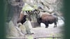 Der Tierpark hatte nach einem Ausbruch der Maul- und Klauenseuche fast drei Wochen geschlossen. (Archivbild)