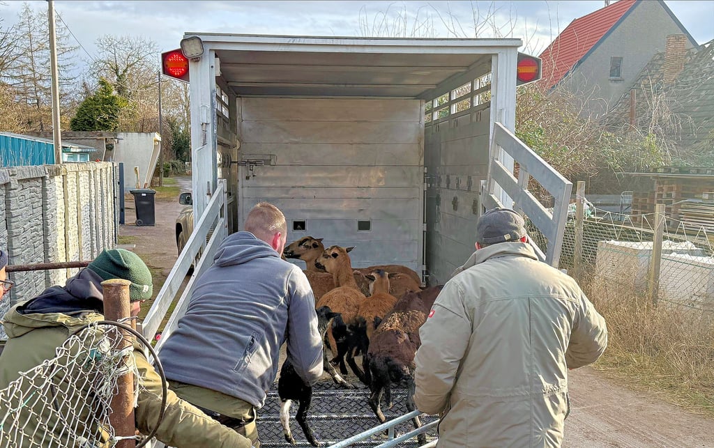 Am 29. Januar 2025 beschlagnahmte der Landkreis die Tiere und verlud sie auf einen Transporter. Wohin sie gebracht wurden, bleibt unbekannt.