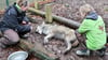 Zwei Tierpflegerinnen versorgen den narkotisierten Kajolan im Tierpark Hexentanzplatz in Thale. Der Wolfsrüde soll in einem großen Zoo in Japan für Nachwuchs sorgen.