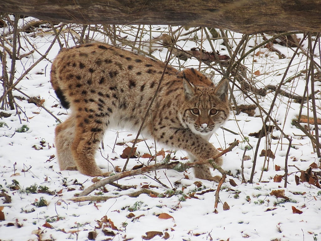 Der im Wildkatzendorf Hütscheroda in Thüringen geboren und aufgewachsene Luchs Janus ist im Nationalpark Kakalpen in Österreich ausgewildert worden.