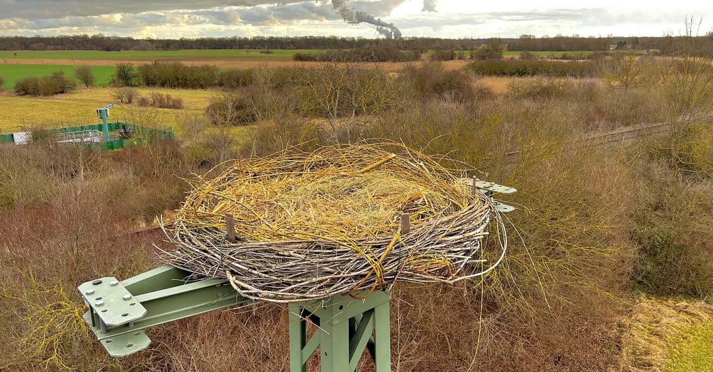 Schön gemütlich wirkt das neue Storchennest in Angersdorf. Ob dem wirklich so ist, werden die Tiere entscheiden.