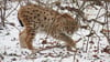 Der im Wildkatzendorf Hütscheroda in Thüringen geboren und aufgewachsene Luchs Janus ist im Nationalpark Kakalpen in Österreich ausgewildert worden.