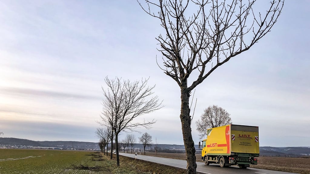 Zuerst bekannt geworden waren massive Beschädigungen von Bäumen an der Landesstraße zwischen Quedlinburg und Gernrode: Zur Ackerseite hin waren Äste abgesäbelt worden, lagen auf dem Boden.