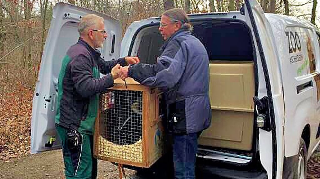 Ascherslebens Zooleiter Alexander Beck (rechts) und Tierpfleger Silvio Grey nehmen die Dianameerkatzen in Empfang.