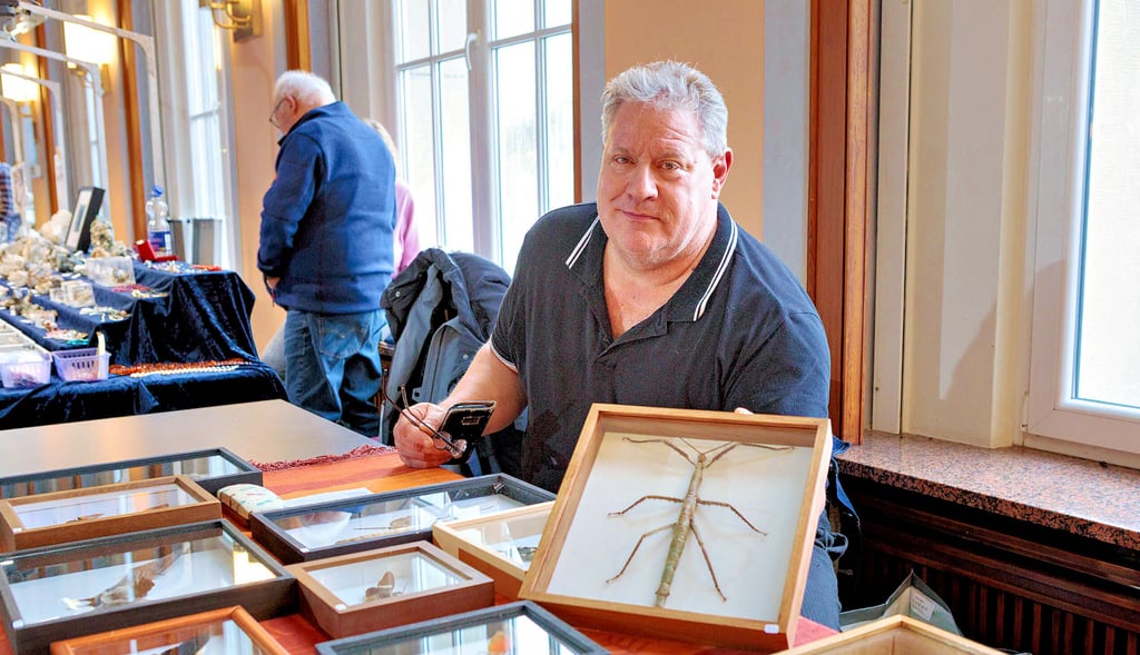 Mineralienbörse im Hyzet-Klubhaus Alttröglitz: Thomas Frederking aus Merseburg zeigt die Insektenpräparation einer Stabheuschrecke.