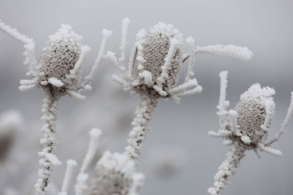 Frost und Nebel sind in den nächsten Nächten und frühen Morgenstunden der bestimmende Faktor auf Thüringens Straßen. (Archivbild)