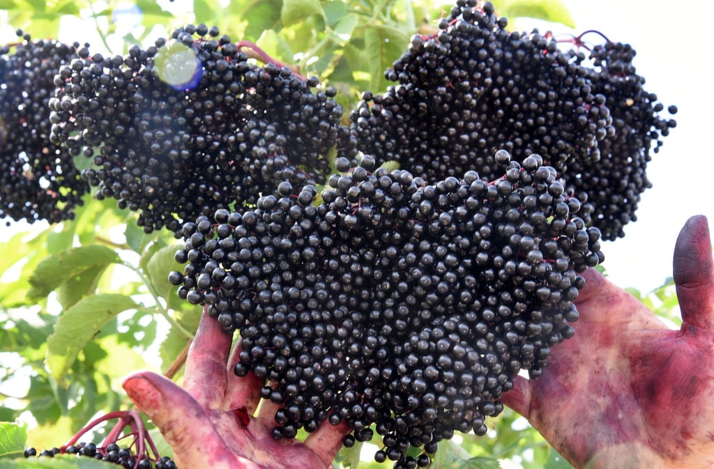 Die Anbaufläche von Holunder, Aronia- und Johannesbeeren in Thüringen ist zurückgegangen. (Archivbild)
