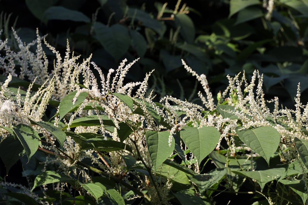 Der Japanische Staudenknöterich ist eine invasive Art. Er fällt vor allem durch seine weißen Blüten auf.