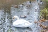 Schwänin Dagmar und eine Reihe von Enten auf dem Teich haben bislang keine Krankheitssymptome.