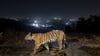 Ein Tiger bewegt sich außerhalb der indischen Stadt Bhopal.