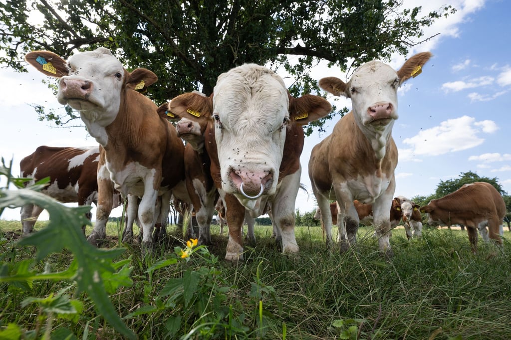 Lernort Bauernhof: Kinder und Jugendliche sollen Landwirtschaft kennenlernen. (Archivbild)