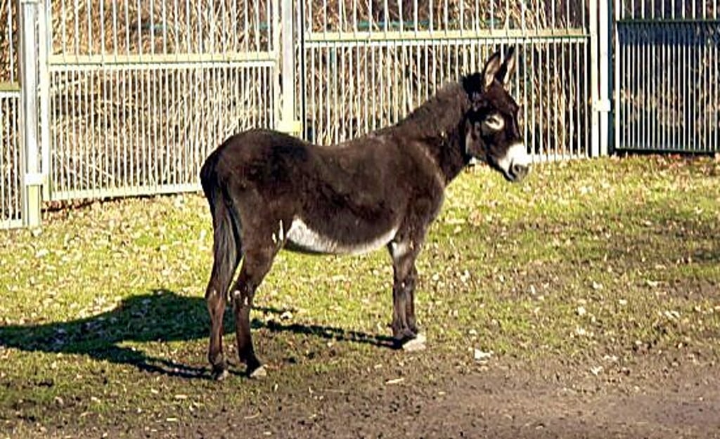 Eseldame „Bella“.