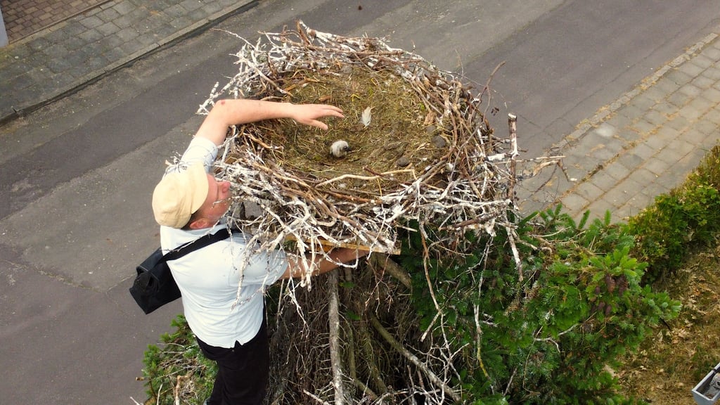 Michael Kaatz bei der Bergung eines verwaisten Kükens aus einem Nest – eine der vielen Aufgaben des Tierschützers aus Loburg.