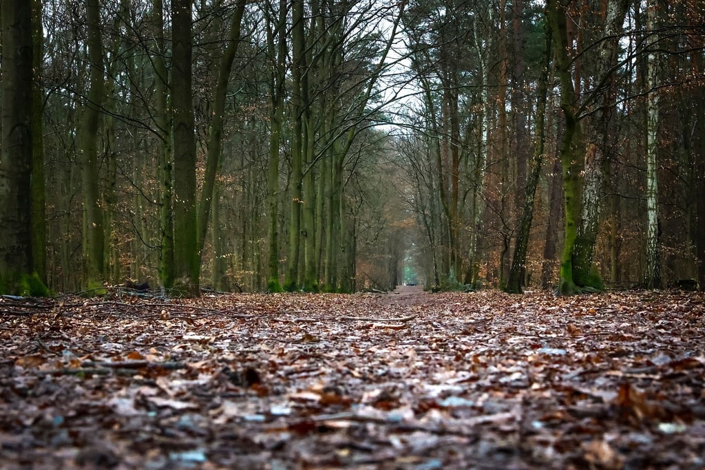 Ein Unbekannter hat im Grunewald offenbar mehrfach illegal Bäume gefällt - Umweltsenatorin Ute Bonde kritisiert das scharf. (Archivfoto)