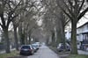 Blick in den Stadtweg. Viele der Linden sind um 1900 gepflanzt worden. Nun könnten sie fallen.