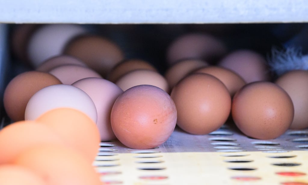 Etwa 6.000 Eier wurde in Gehrden gestohlen.