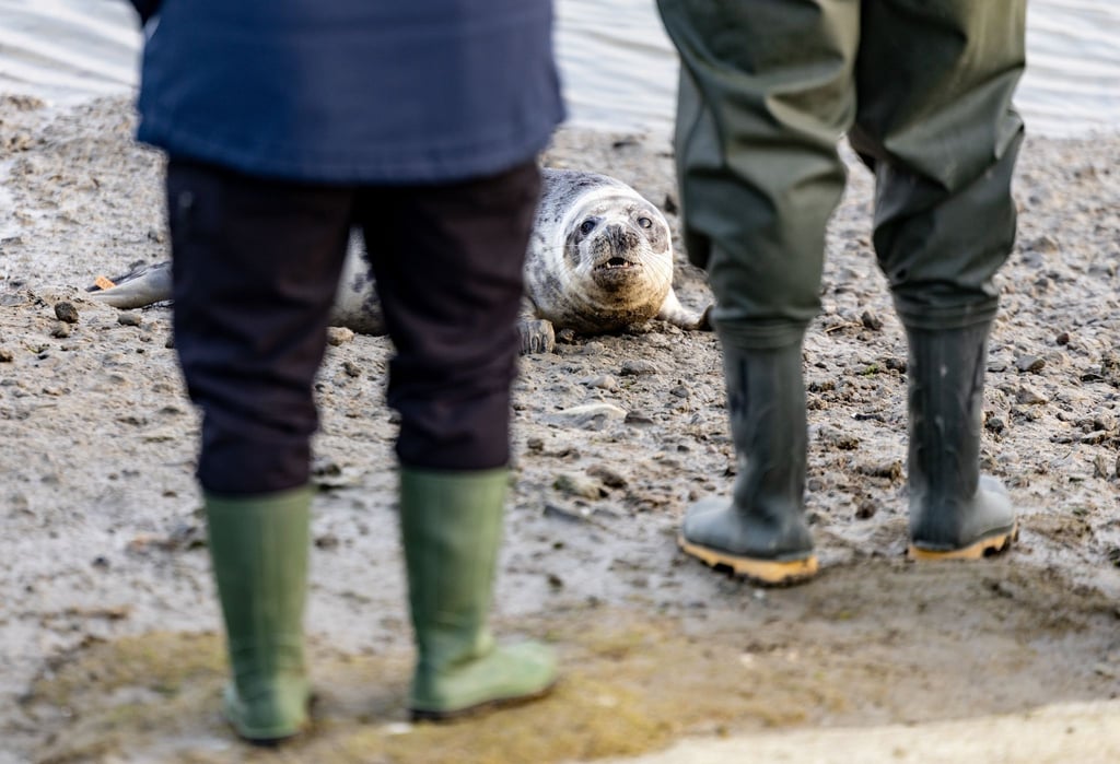 Richtung Wasser wollten sich die vier Kegelrobben nur langsam bewegen.