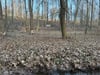 Blick auf die  Bärlauchwiese im Tierpark Walbeck, die beim neuen Projekt eine Hauptrolle spielt.