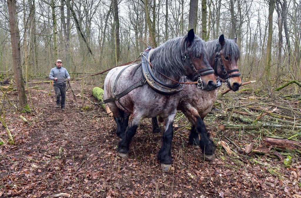 Der Beckerbruch ist die größte naturwaldfläche in Dessau. Hier hat die Stadt mitunter zur Waldpflege auch Pferde im Einsatz