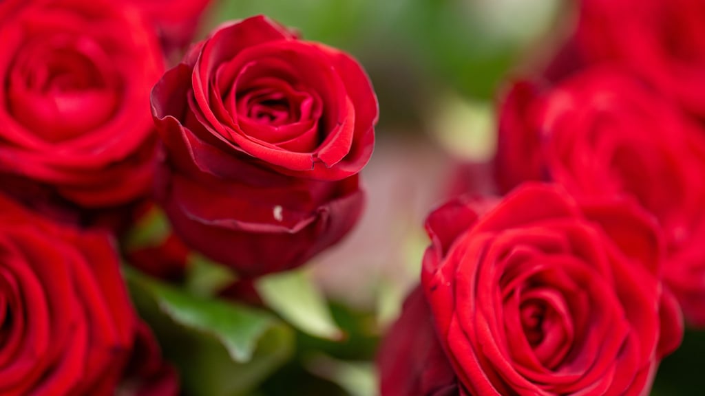 Nicht alle Verliebten feiern ihre Liebe am 14. Februar. Wie denken Menschen aus Jessen über Valentinstag?