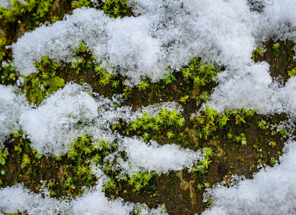 In Berlin und Brandenburg rechnet der Deutsche Wetterdienst mit leichtem Schneefall. (Symbolbild)