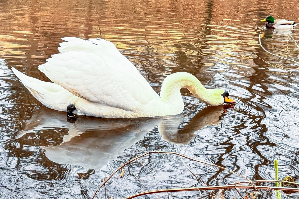 Nach dem Tod der Schwanendame Frieda lebt nur noch Dagmar (Foto) auf dem Schwanenteich in Zeitz.