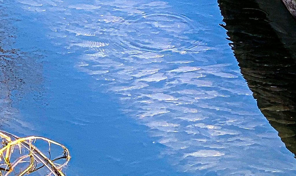 Discovered while walking along the Havel: School of fish basking in the ...