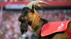 Geißbock Hennes IX. ist bereits in neunter Generation beim FC Köln.