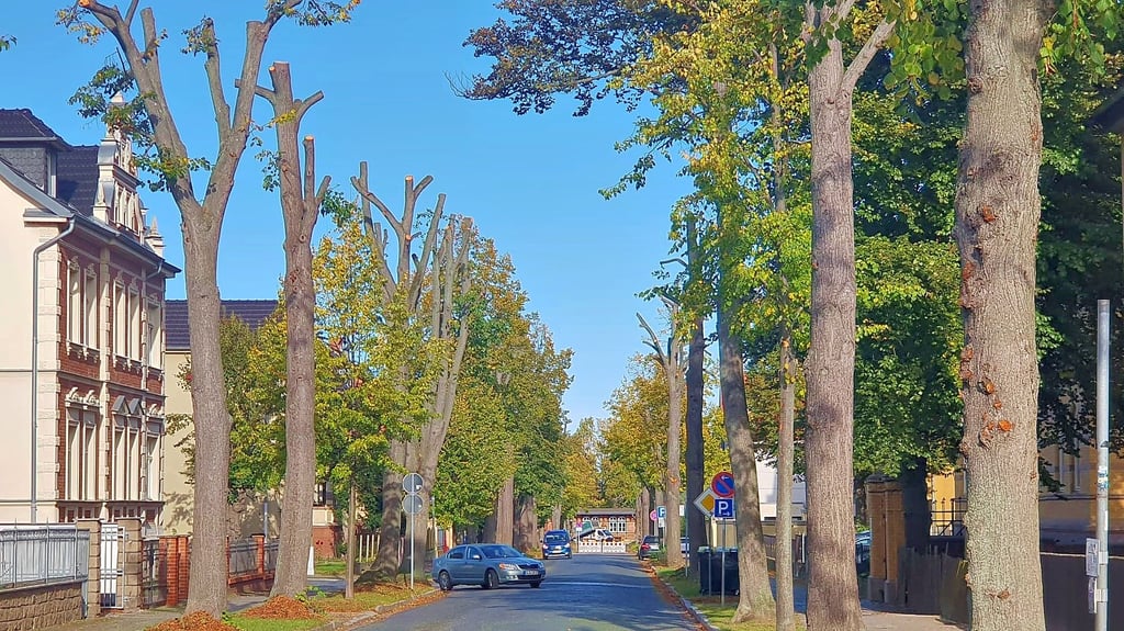 Die Linden in der Ballenstedter Bebelstraße sind 2023 drastisch beschnitten worden - die Entscheidung fiel in Absprache mit dem Baumschutzbeauftragten.
