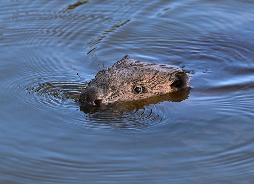 Forscher aus Deutschland und Tschechien untersuchen die Rolle von Bibern im Dienste der Klimaanpassung (Archivbild).