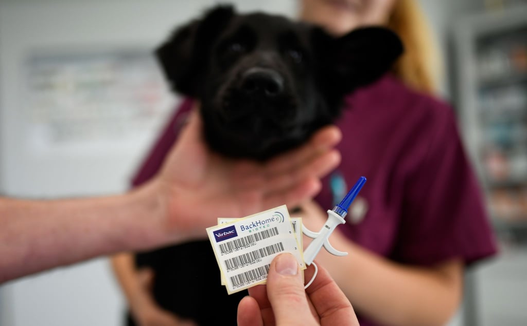 Mit einem Chip können Hunde identifiziert und mit ihren Haltern vereint werden.
