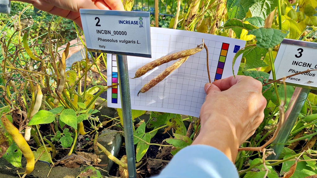 Das Gaterslebener IPK will mit einem Bürger-Mitmach-Experiment alte Bohnensorten zurück in die Gärten bringen.