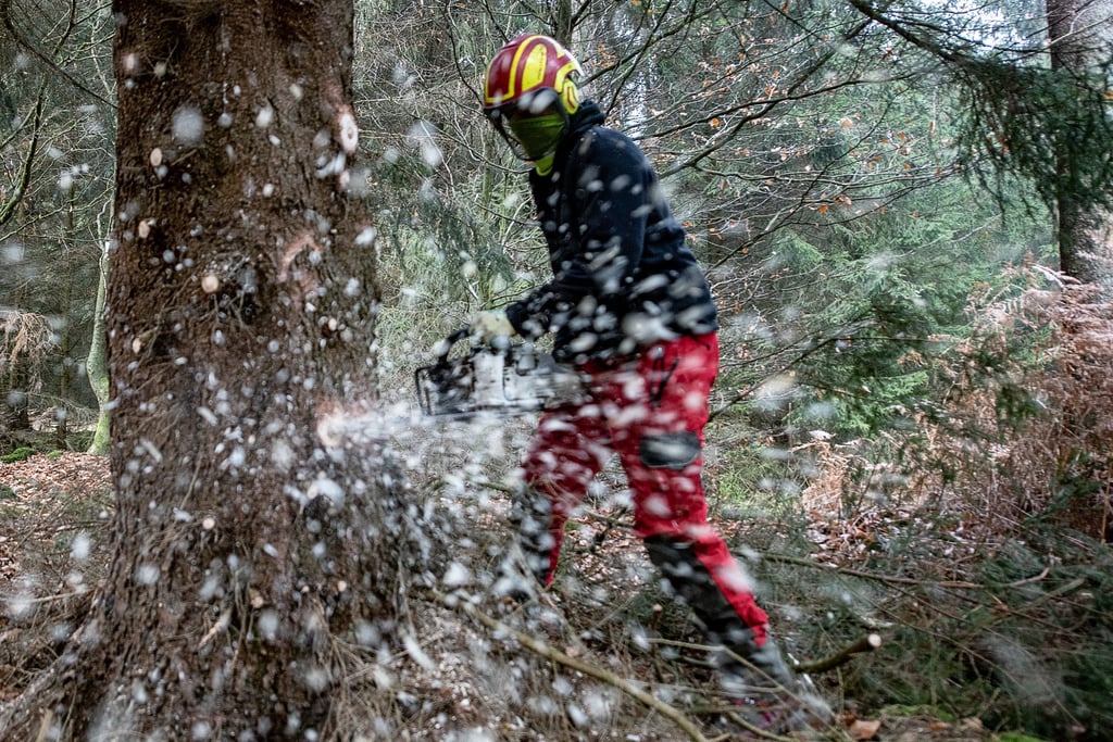 Die Arbeit im Wald können sich viele junge Menschen vorstellen. (Symbolbild)
