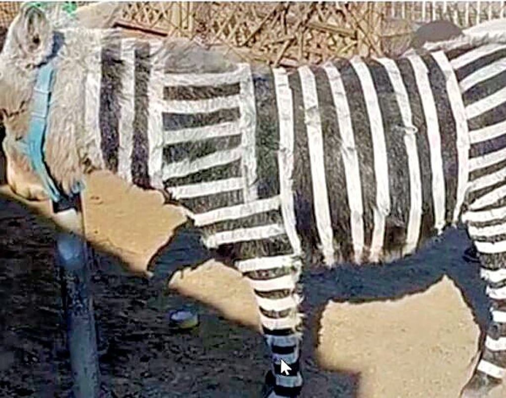 Fake-Zebra.