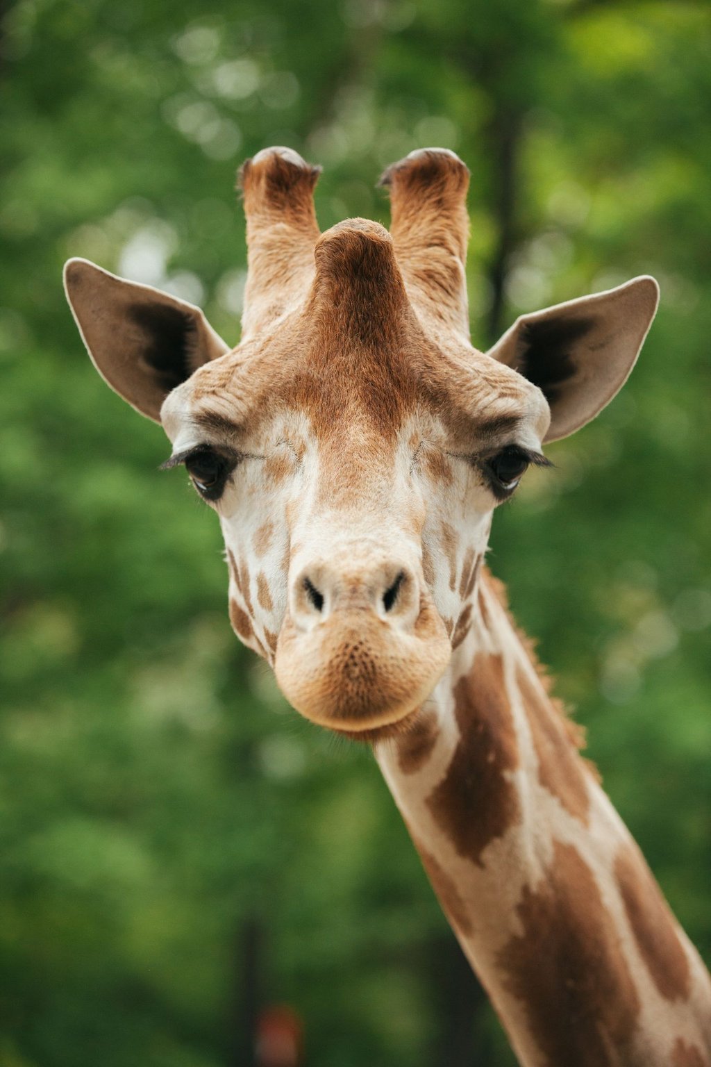 Der 13-jährige Giraffenbulle Max sei nach einer spielerischen Auseinandersetzung mit einem Artgenossen gestürzt, teilte der Zoo mit (Handout).