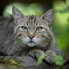 Eine Wildkatze im Wald. Foto: