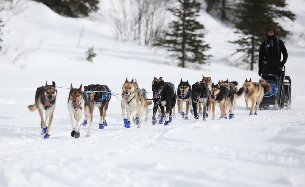 Wegen Schneemangels in Alaska wird die Iditarod-Rennroute in diesem Jahr geändert. (Archivbild)