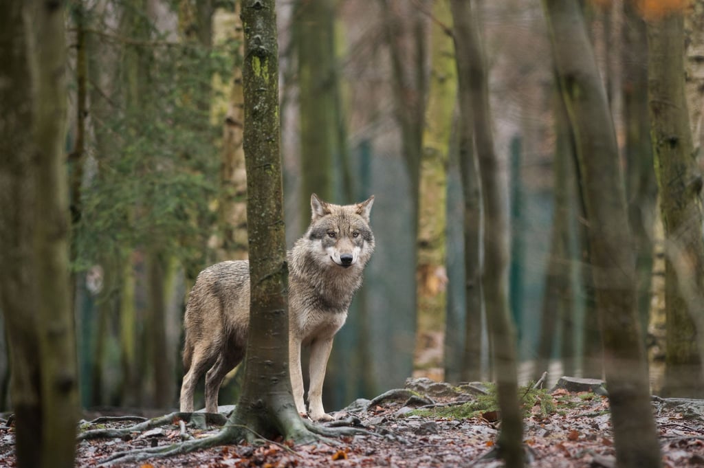 Wer einem Wolf begegnet, sollte nicht weglaufen und genügend Abstand halten. Wichtig ist, dass man dem Tier Raum für den Rückzug gibt.