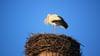 In der Hansestadt Werben (Landkreis Stendal) ist der erste Storch der Saison 2025 gelandet. Wie üblich auf dem Nest am Elbtor.