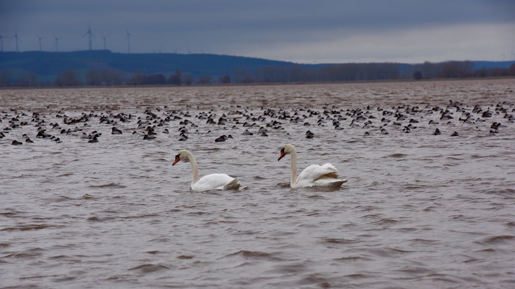Schwäne, Enten und andere Vogelarten bevölkern zurzeit den Stausee in der Goldenen Aue.