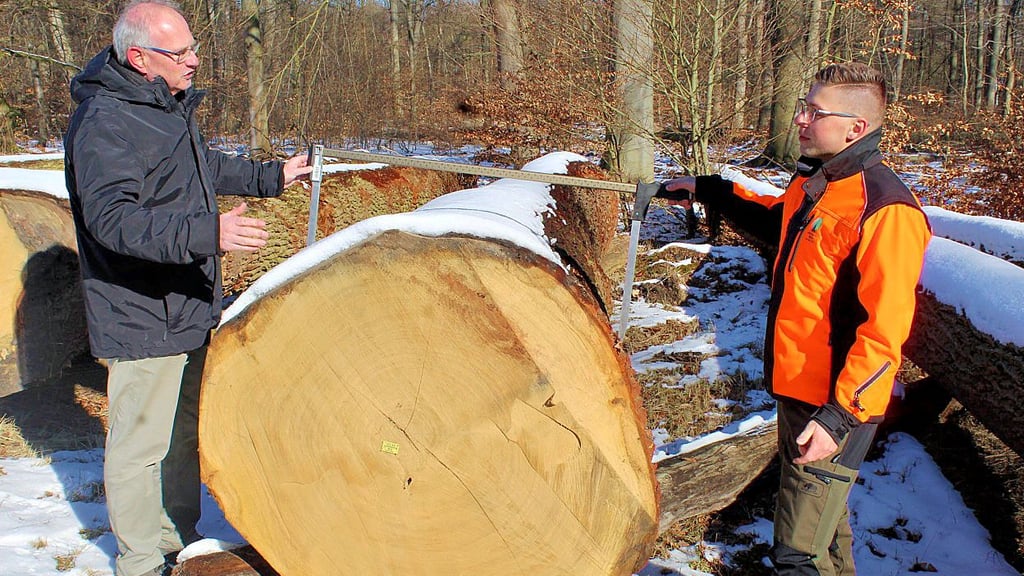 Forststaatssekretär Gert Zender (l.) und Peter Wein vom Betreuungsforstamt Flechtingen messen mit einer Kluppe den Stammdurchmesser.