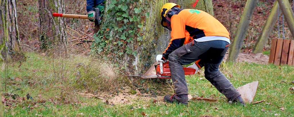 Bäume wie diese Eiche an der Badestelle Quelle mussten in den vergangenen Jahren immer wieder gefällt werden. Ab dem heutigen Donnerstag, 20. Februar, geht es weiter.