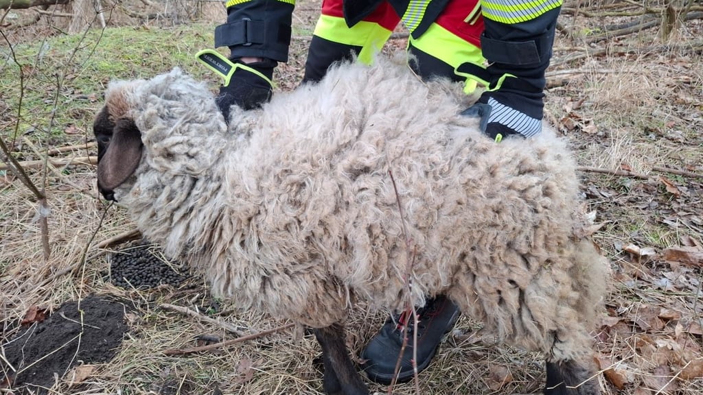 Ein vergleichsweise banaler Notfalleinsatz: Die Tierrettung aus Stapelburg hat kürzlich in Wasserleben unter anderem ein Schaf aus einer Dornenhecke befreien müssen. Oft haben die Einsätze aber tragischere Anlässe.