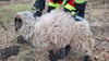 Ein vergleichsweise banaler Notfalleinsatz: Die Tierrettung aus Stapelburg hat kürzlich in Wasserleben unter anderem ein Schaf aus einer Dornenhecke befreien müssen. Oft haben die Einsätze aber tragischere Anlässe. 