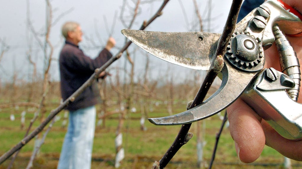 Wie Obstbäume fachgerecht geschnitten werden, können Interessenten am Samstag in Wolfen erfahren und sich ausprobieren.