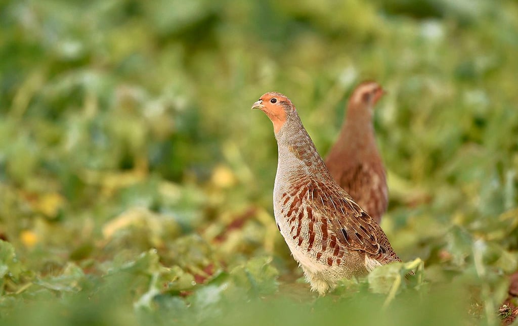 Naturschutzprojekt Kartierer in Feld und Flur unterwegs Dutzende